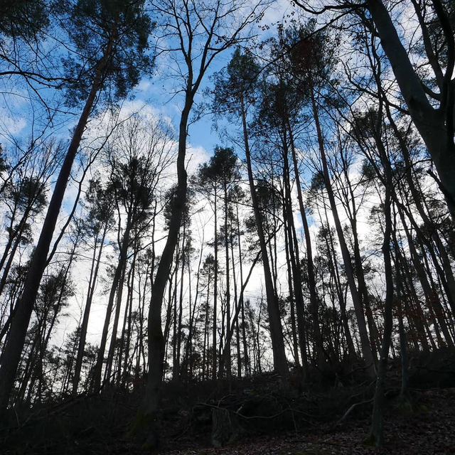 CARLSBERG, tief im Wald