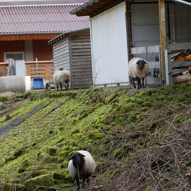 ALTLEININGEN, Grafen Stammburg